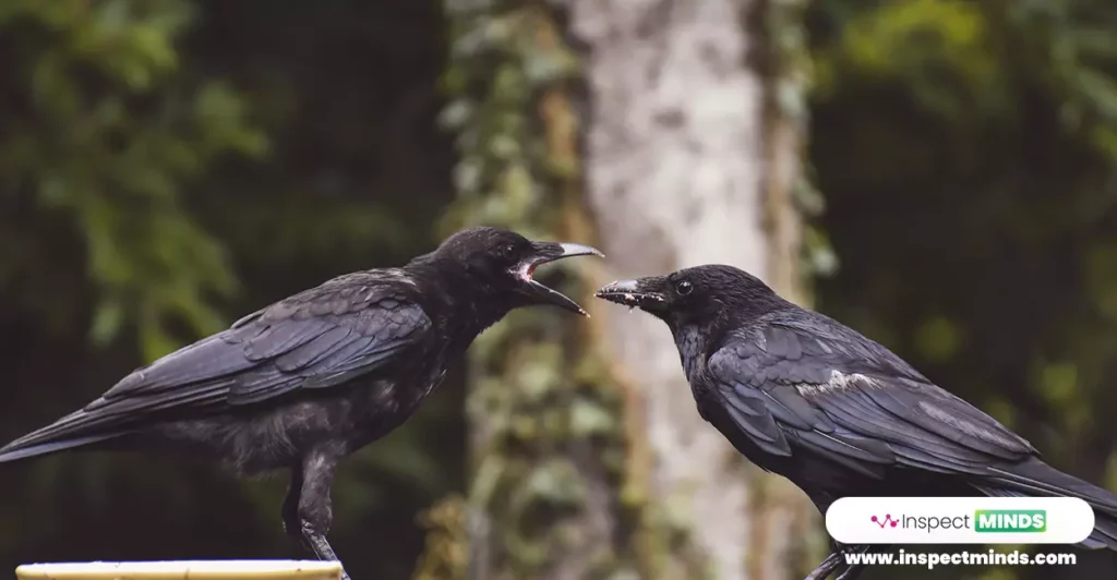 2 Crows Meaning and Spiritual Significance