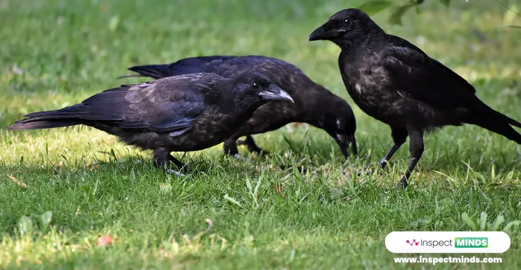 3 Crows Meaning and Spiritual Significance