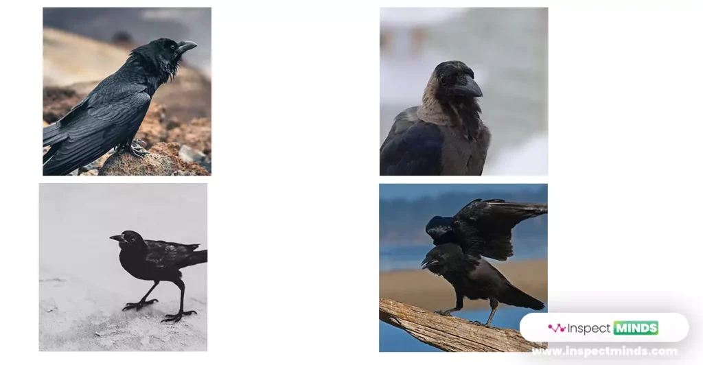 4 Crows Meaning and Spiritual Significance 