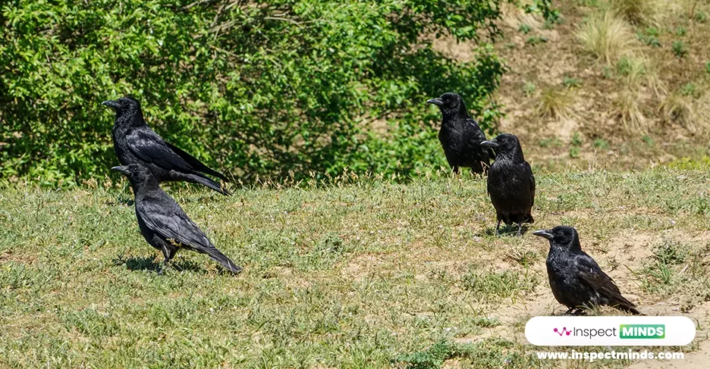 5 Crows Meaning and Spiritual Significance