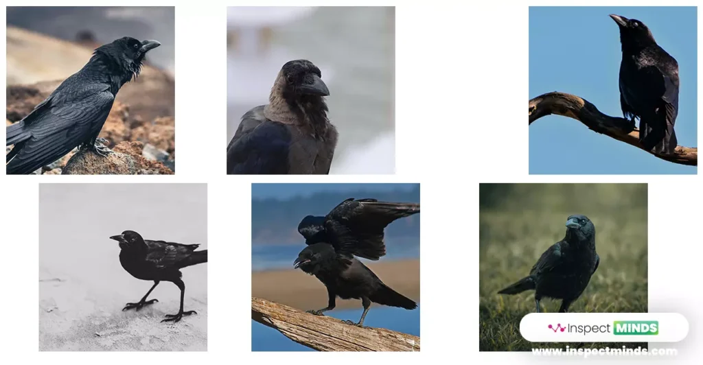 6 Crows Meaning and Spiritual Significance