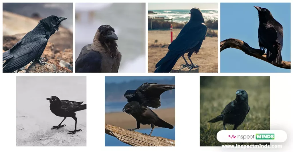 7 Crows Meaning and Spiritual Significance 