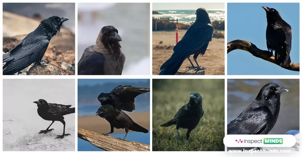 8 Crows Meaning and Spiritual Significance