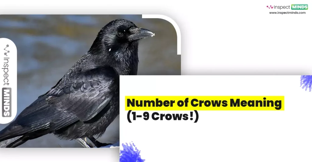 Number of Crows Meaning