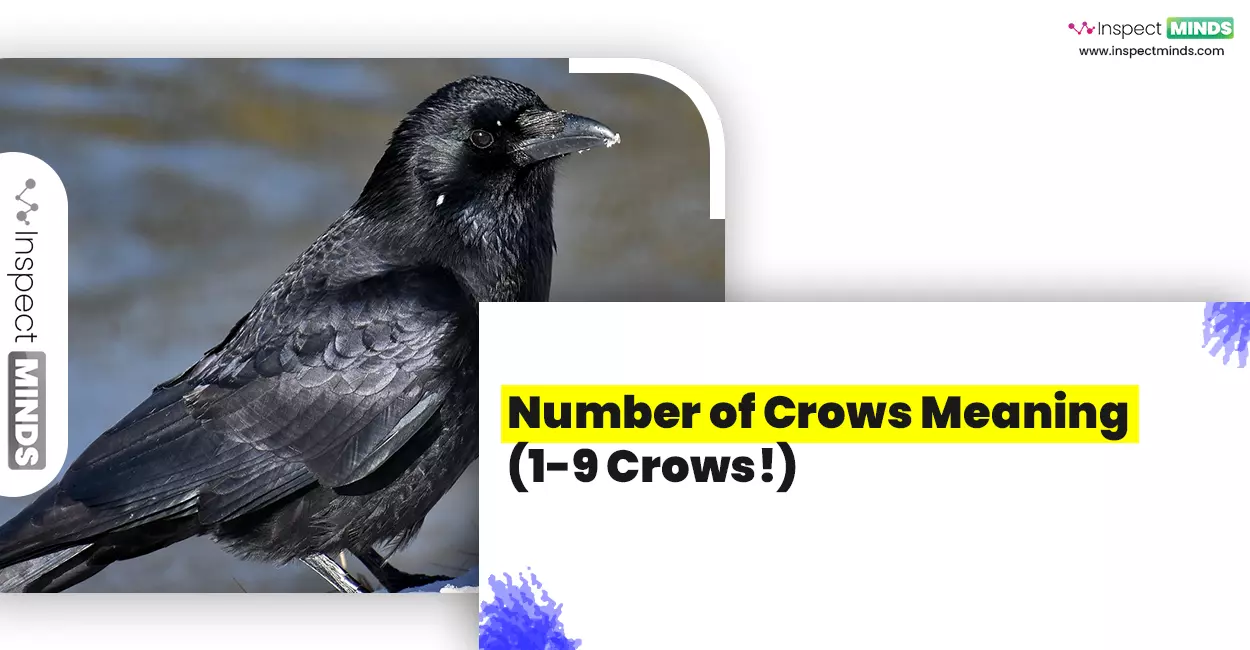 Number of Crows Meaning
